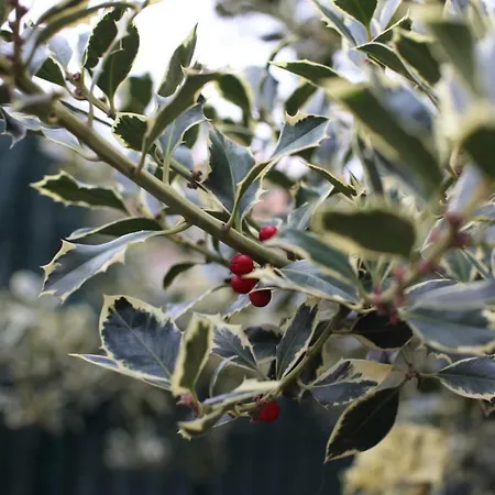 L'agrifoglio Dell'etna Bed & Breakfast Trecastagni