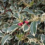 L'agrifoglio Dell'etna לינה וארוחת בוקר
