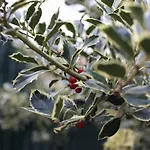 L'agrifoglio Dell'etna לינה וארוחת בוקר טרקסטאני