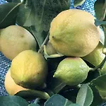 L'agrifoglio Dell'etna טרקסטאני