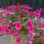 L'agrifoglio Dell'etna לינה וארוחת בוקר