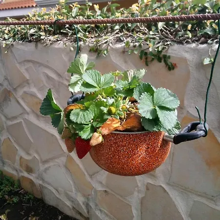 Bed & Breakfast L'agrifoglio Dell'etna Trecastagni