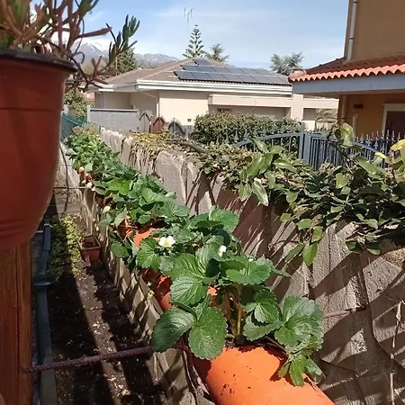 L'agrifoglio Dell'etna Trecastagni