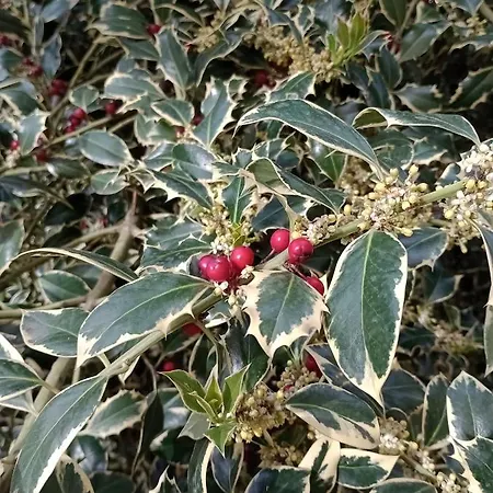 L'agrifoglio Dell'etna Nocleg ze śniadaniem