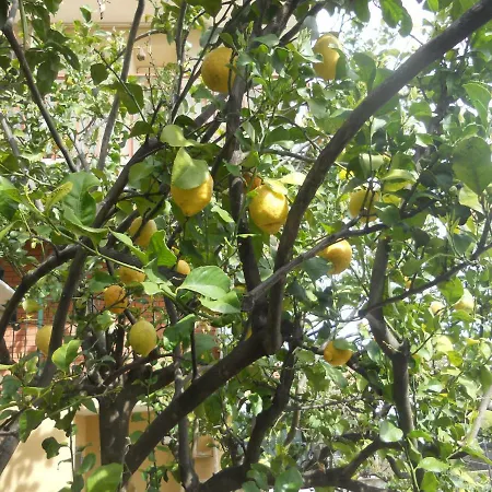 L'agrifoglio Dell'etna 3*
