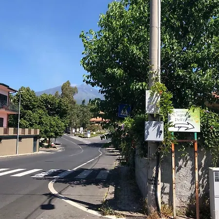L'agrifoglio Dell'etna Trecastagni