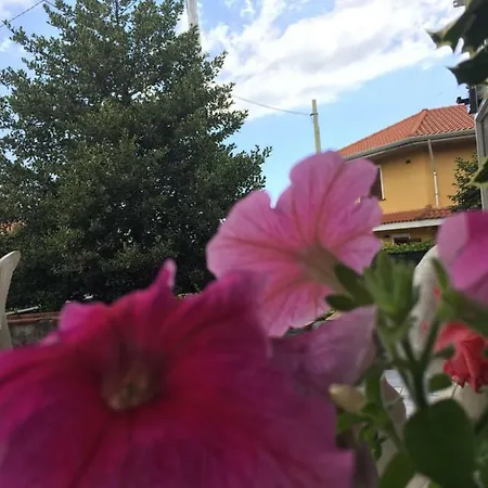L'agrifoglio Dell'etna