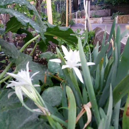 L'agrifoglio Dell'etna Bed & Breakfast 3*